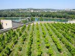 Small vineyard in Rocher des Doms (Dom Rock Park) with Pont Saint-Benezet on background in Avignon, France; 