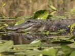 American Alligator (Alligator mississippiensis) swimming on the Suwannee River - Okefenokee Swamp Wildlife Refuge, Georgia; 