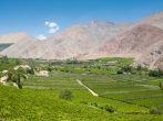 Vineyards of Elqui valley, Chile