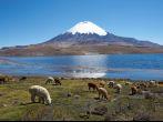 Alpaca's grazing on the shore of Lake Chungara at the base of Parinacota Volcano, 6,324m high, in the Altiplano of northern Chile.