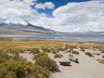 Chungar&#xc3;&#x83;&#xc2;&#xa1; Lake and Parinacota volcano, Lauca National Park, Chile