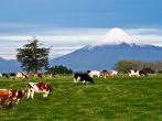 Idyllic landscape of Osorno Volcano, Lake Region, Chile 