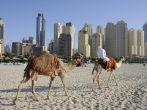 Camels on the Beach in Dubai, United Arab Emirates