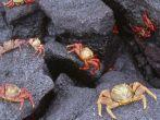 Tiptoeing sideways; Sally Lightfoot crabs are agile, algae-feeding crustaceans whose scamper nimbly evades capture on the dark volcanic seashore, Espanola Island, Galapagos