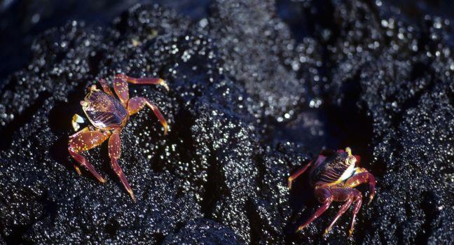Sally lightfoot Crabs, Galapagos