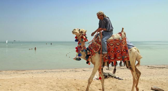 Egyptian man on his camel at Red Sea; 