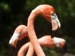 Flamingos at the Bermuda Aquarium, Museum &amp; Zoo in Flatts Village, Bermuda