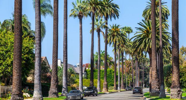 BEVERLY HILLS, CA - OCT 21: Palm trees street in Beverly Hills, Los Angeles, California, USA seen on OCT 21, 2014. Beverly Hills is famous for high-end shopping venue and celebrities homes