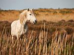 White horse in Camargue; 