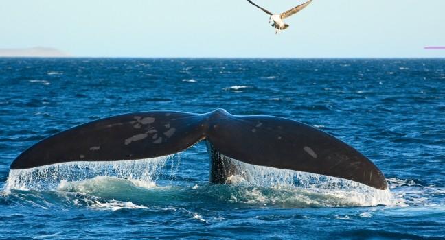 Southern Right whale in Puerto Piramides, Peninsula Valdes, Patagonia, Argentina.;