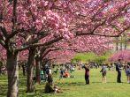 Cherry Blossom trees lined at Brooklyn Botanical garden in New York City on May 3, 2014.