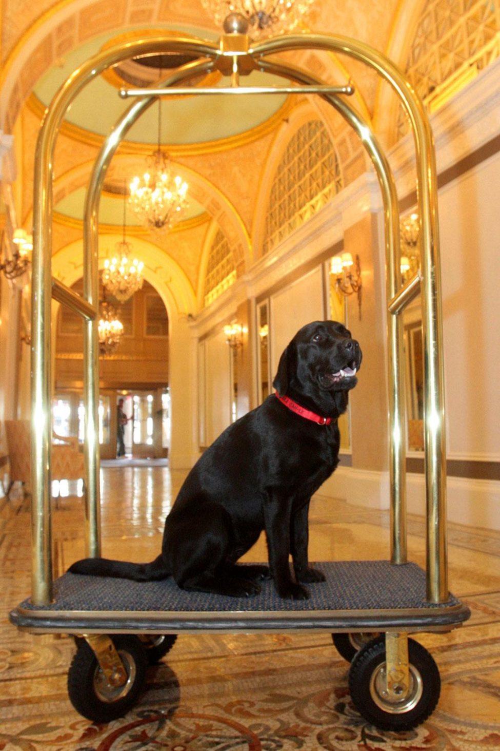 15 Hotels Where Resident Animals Are a Perk! Fodors Travel Guide