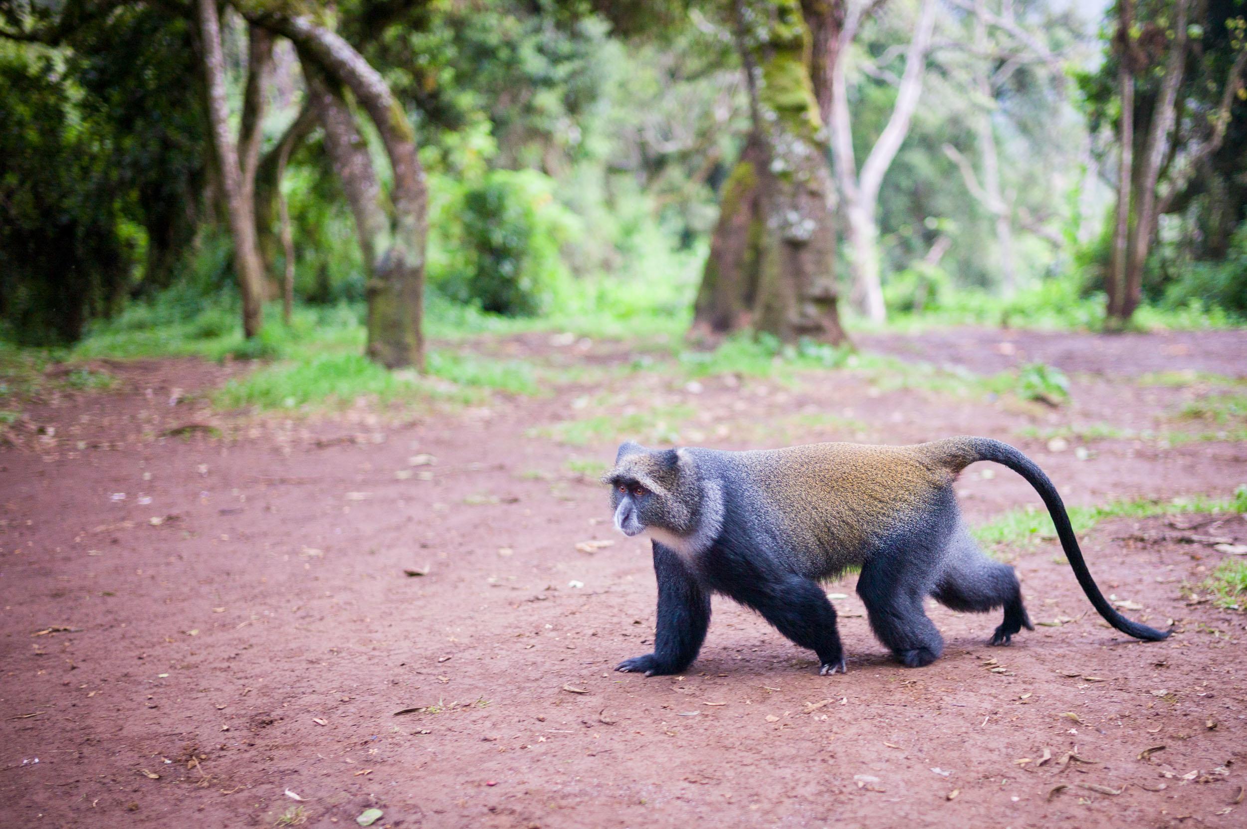 monkey travel kilimanjaro