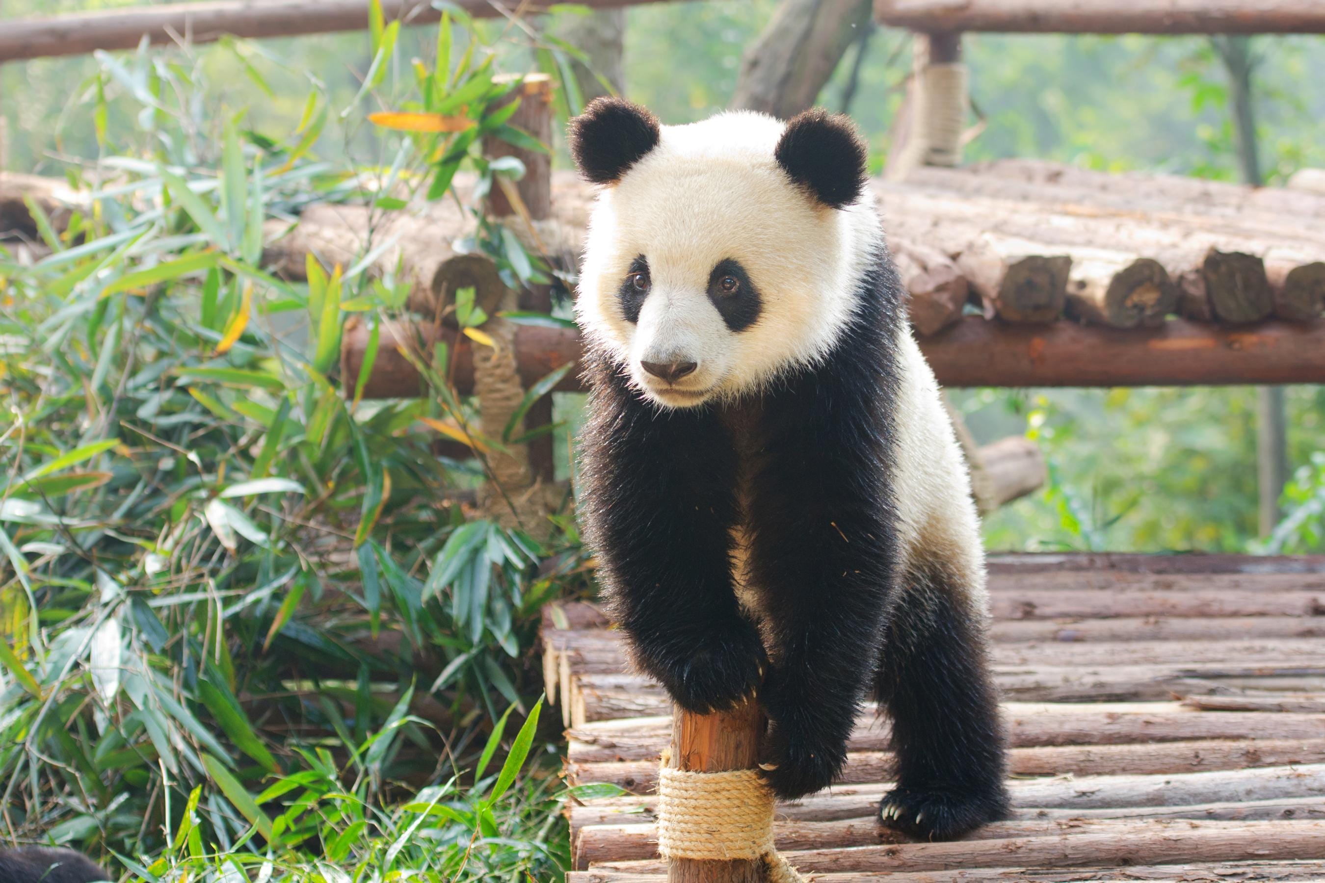 panda china visit