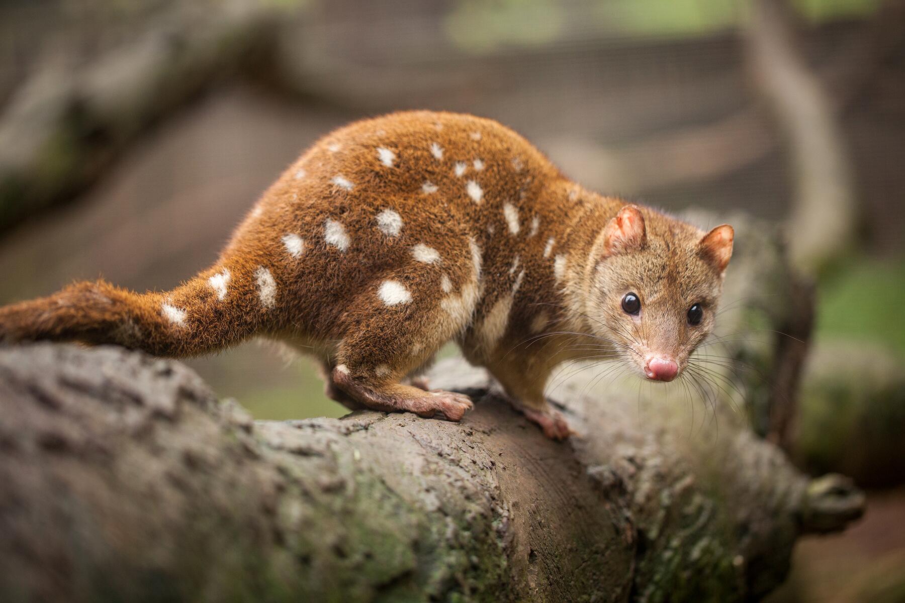 What Are the Cutest Animals in Australia?