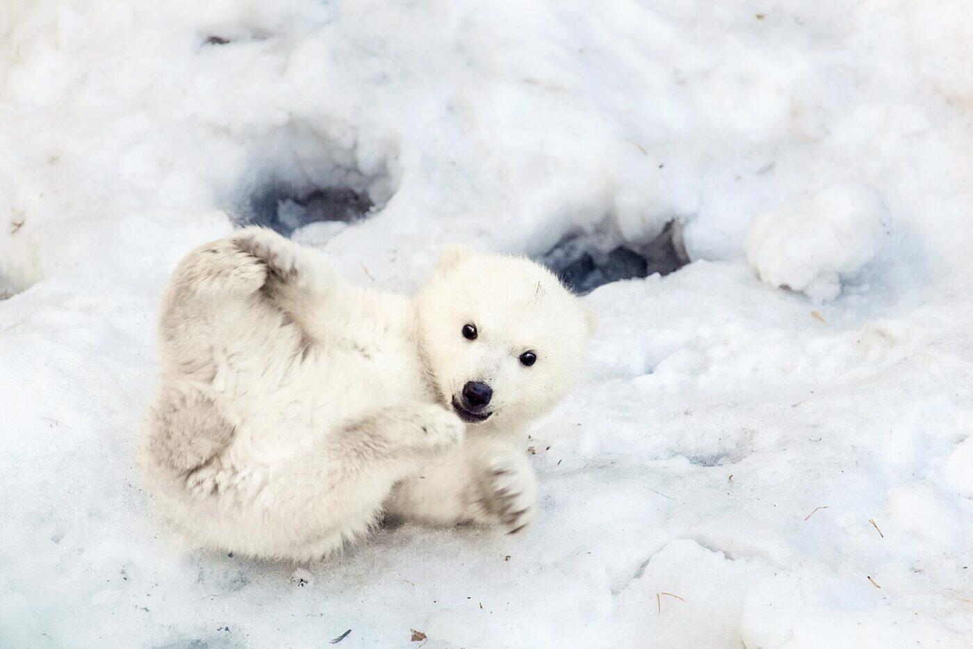 10 of the Cutest Animals That Live in the Arctic