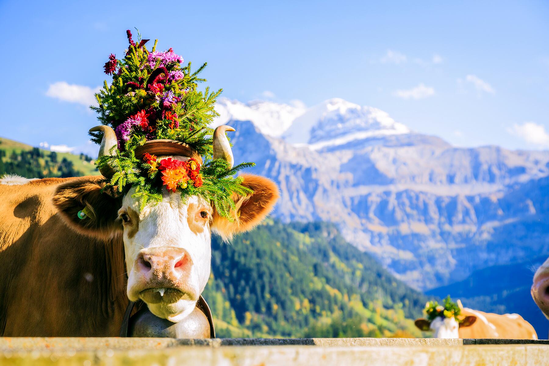 12 Fascinating Traditions You'll Only Find in Switzerland