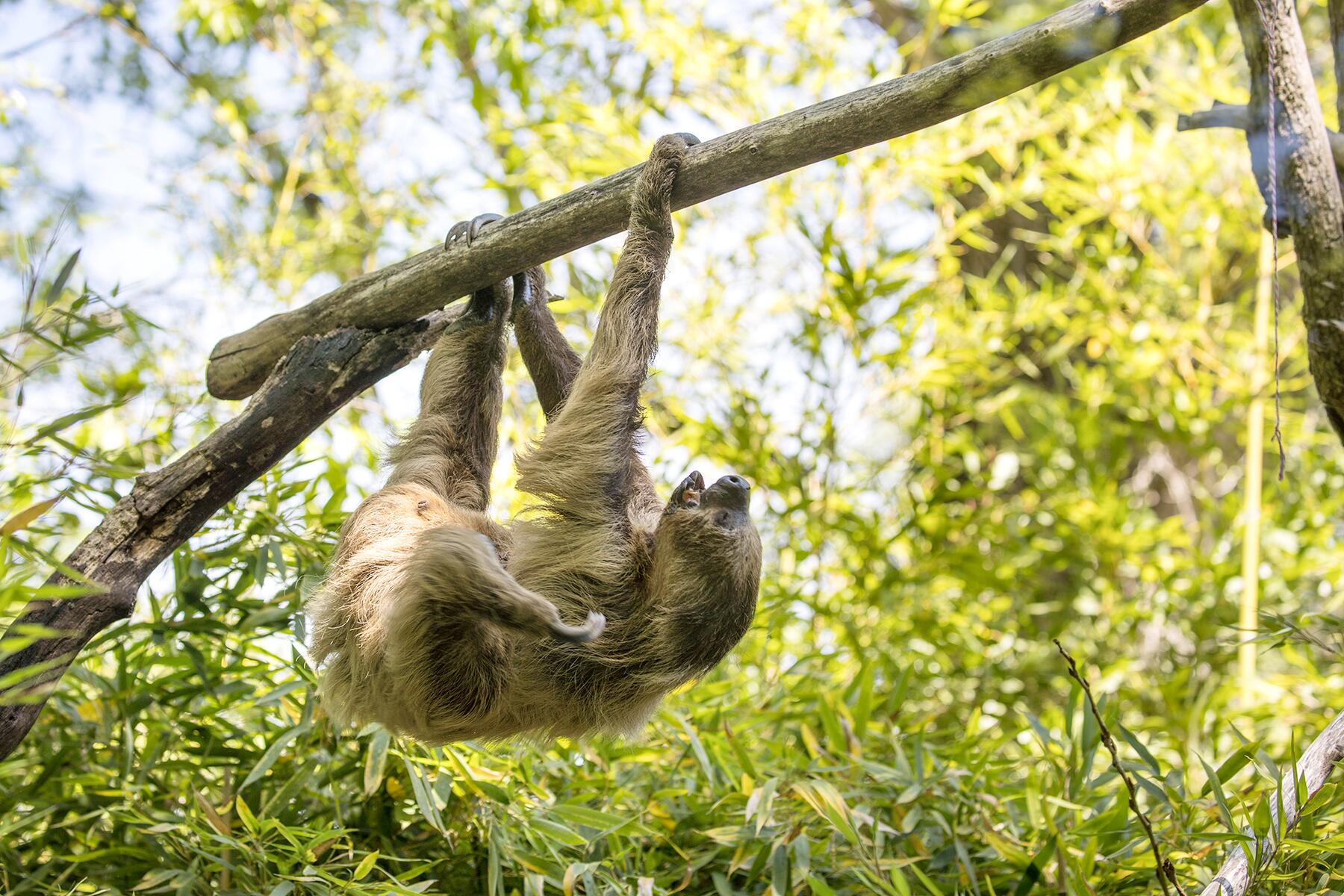 Coolest Nocturnal Animals Around the World