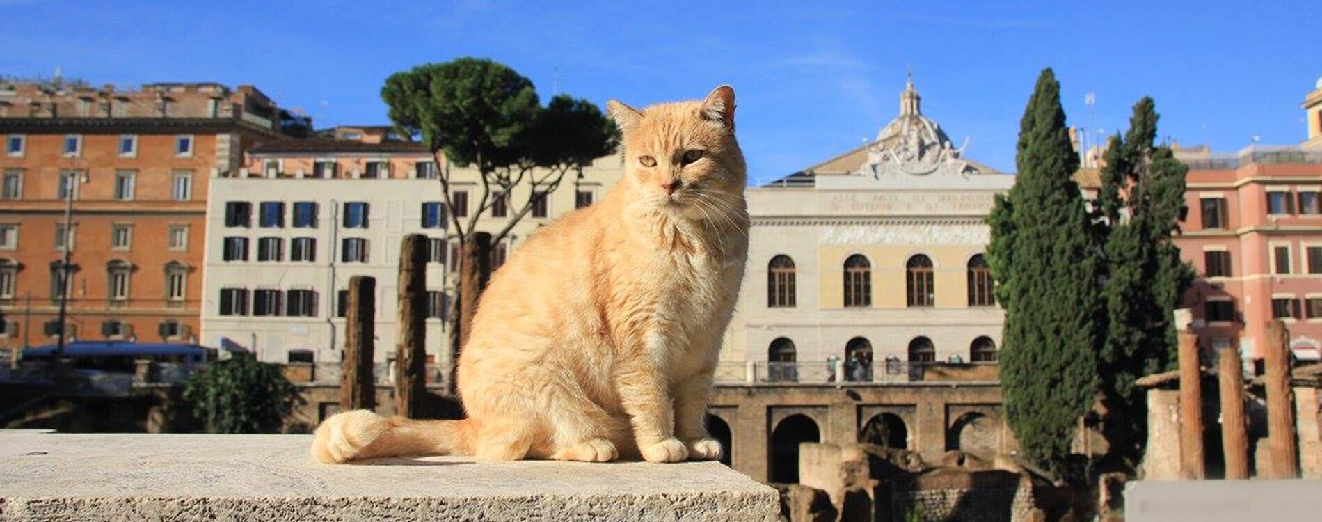 The Cat Ladies of Rome and Their Feline Sanctuary at the Largo di Torre  Argentina