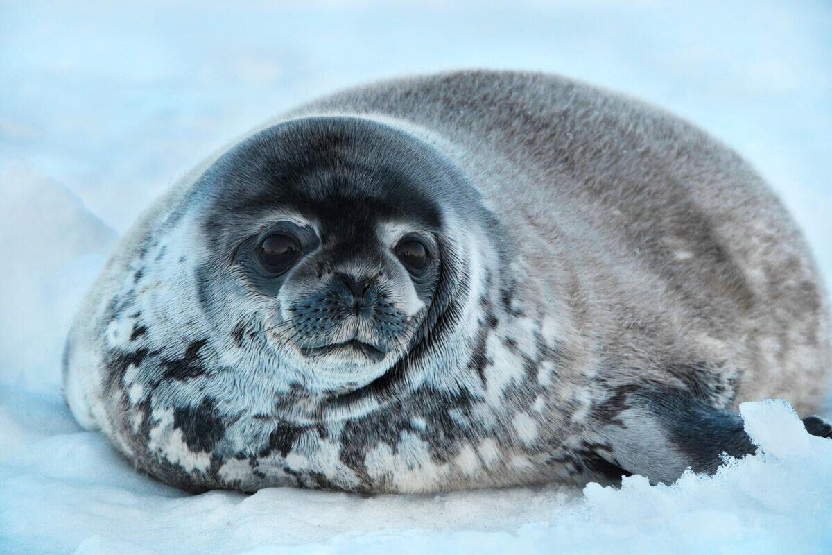 10 Animals of the North Pole