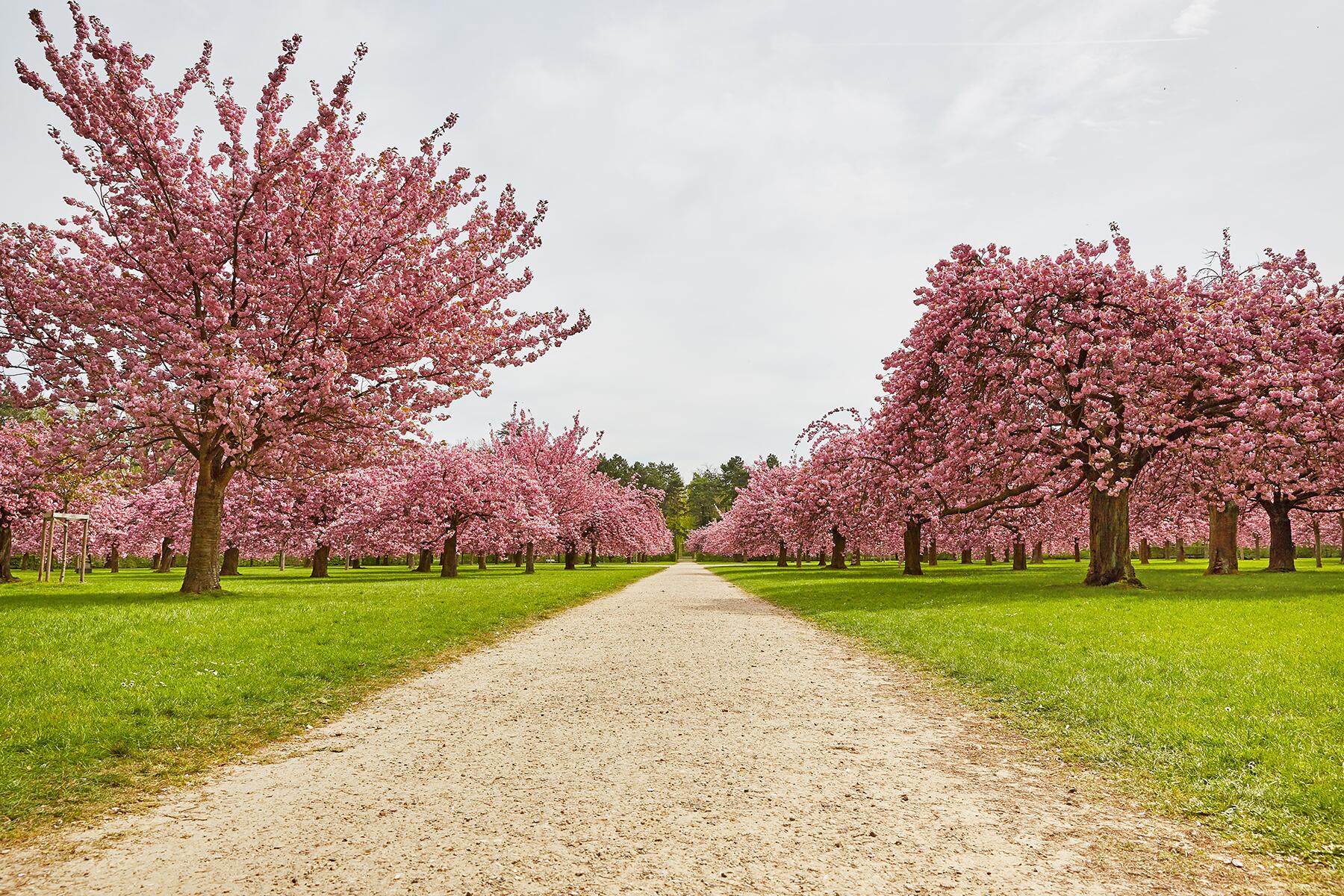 Best Cherry Blossom Cities In The World—Where to See Cherry Blossoms