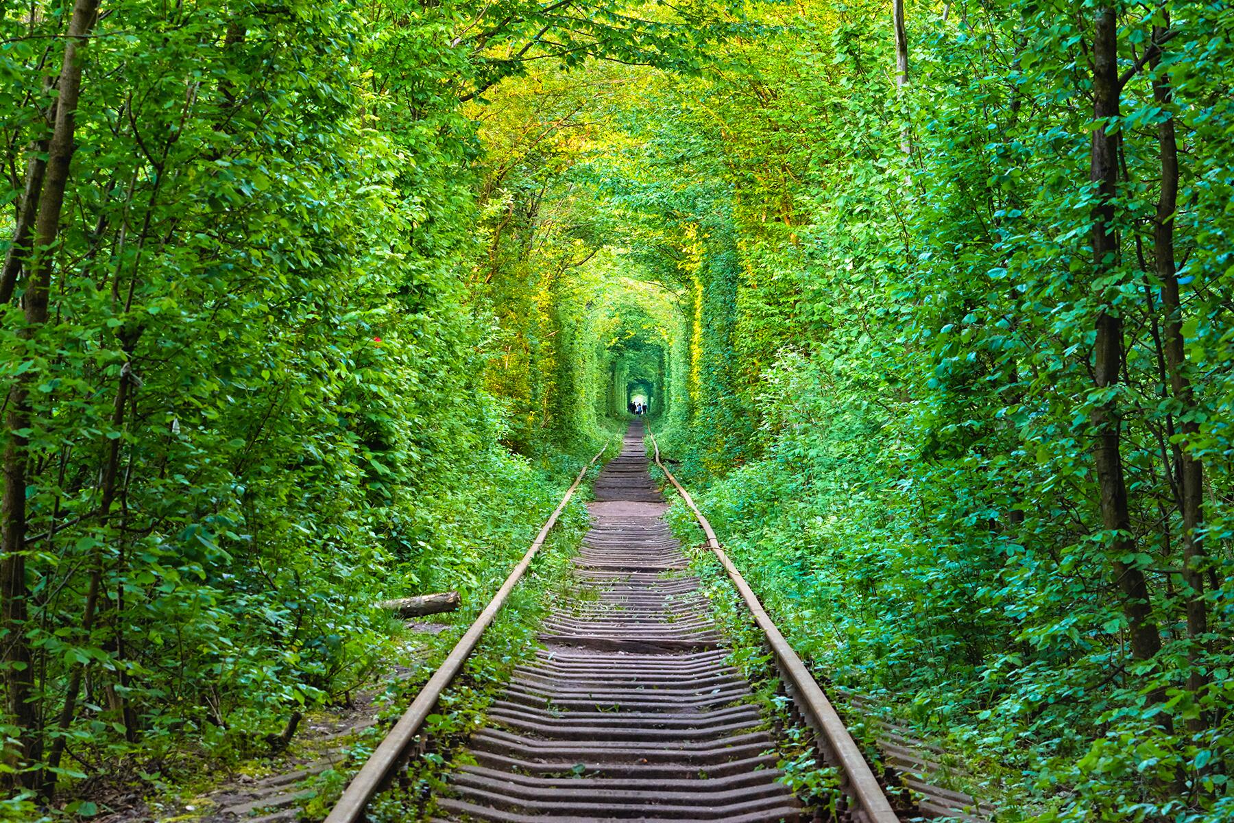 9 Terrific Tree Tunnels Around the World