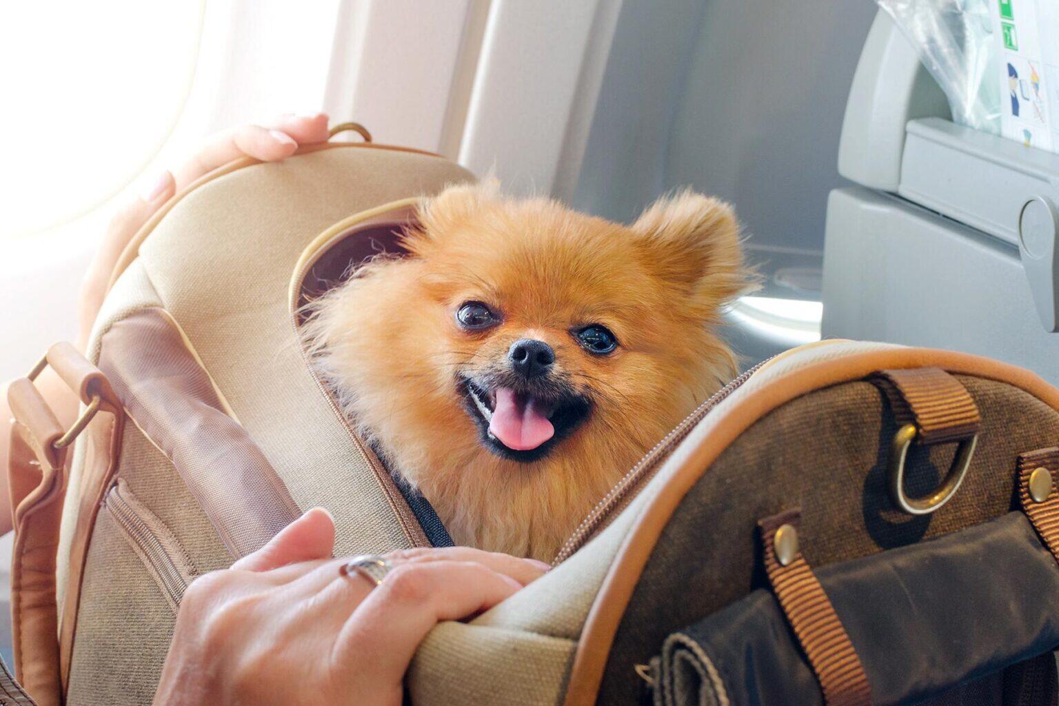 pet airline travel requirements